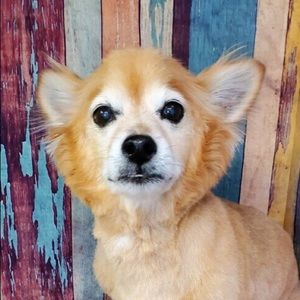 Meet your Posher, Darlene